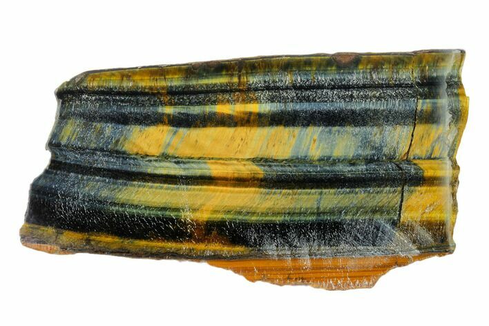 Polished Tiger's Eye Section - South Africa #148247